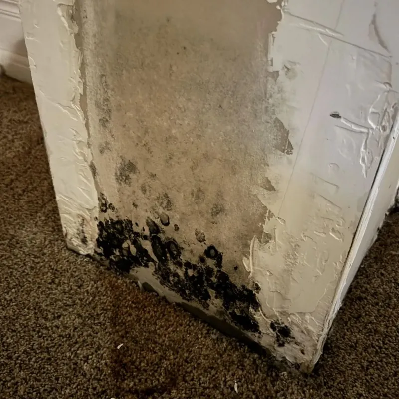Professional Mold Removal in Columbia County, FL